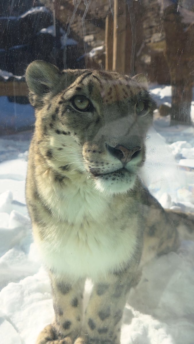 When it’s still the perfect weather for Yuki 😄 Snow leopards are built for extreme cold and high altitudes, with long, dense fur, large paws for the snow, and a big fluffy tail they can wrap around themselves like a blanket!