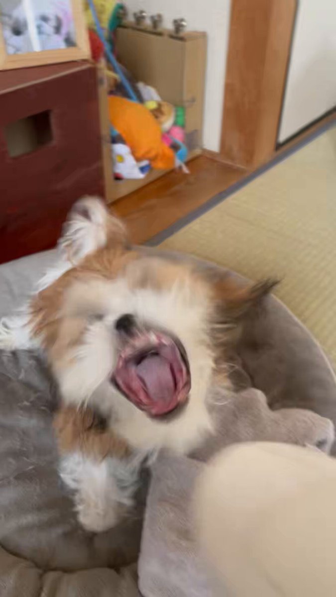 【草】昨日の投稿こういう状況でした。 ナチョ氏はドライヤーの風に闘いを挑むので、顔が1番最初に乾きます。普通背中とかですよねw