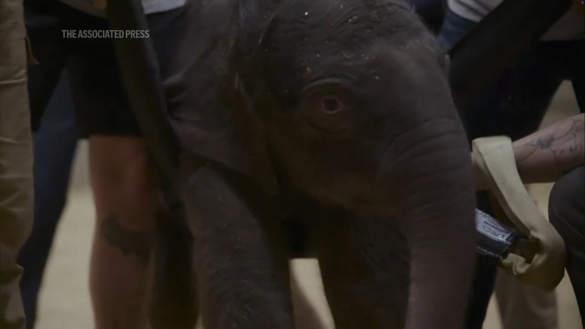 For the first time in nearly 25 years, The Smithsonian National Zoo and Conservation Biology Institute welcomed a female Asian elephant calf on Monday.
