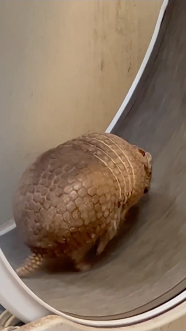 Our armadillos take their exercise very seriously. Happy belated #ArmadilloDay from our Ambassadors, Chaco and Willow the three-banded armadillos, and Dillon the nine-banded armadillo! 🎥: Behavioral Husbandry Manager, Heather G.