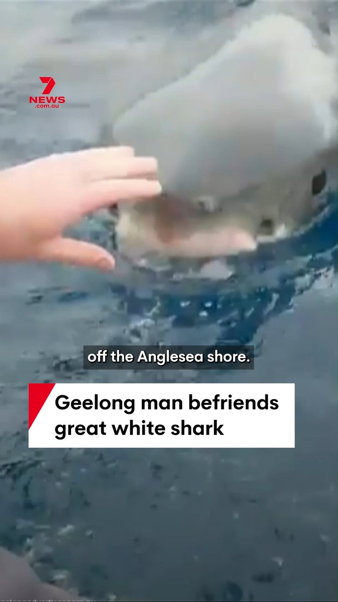 Dos pescadores en Victoria se encontraron a un tiburón blanco de 4 metros al lado del bote pero se hicieron amigos y le terminaron dando de comer en boca. Only in Australia.
