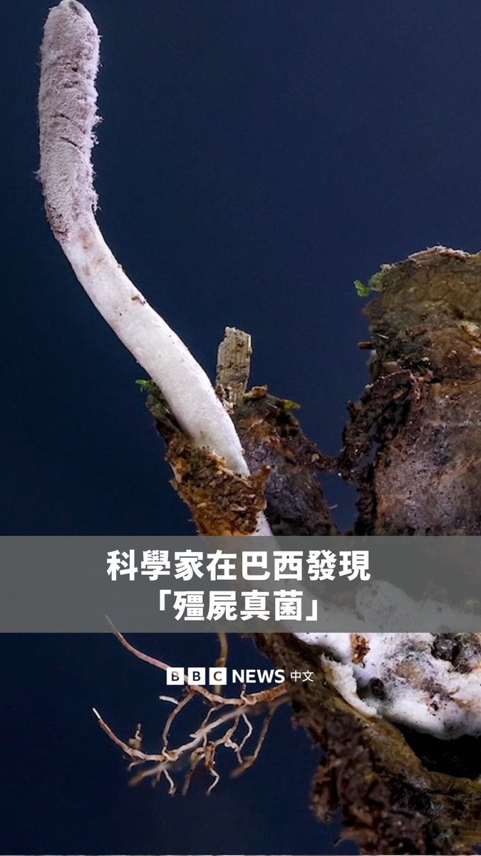科学家在巴西的大西洋森林发现一种全新的“殭尸真菌”。这种寄生真菌因其独特的紫色外观与发现地而被命名为“Purpureocillium atlanticum”。研究指出,它会感染并操控一种擅长捕猎的地蛛。当蜘蛛死亡后,真菌会从其体内长出,并向周遭环境释放孢子,进而感染更多蜘蛛。