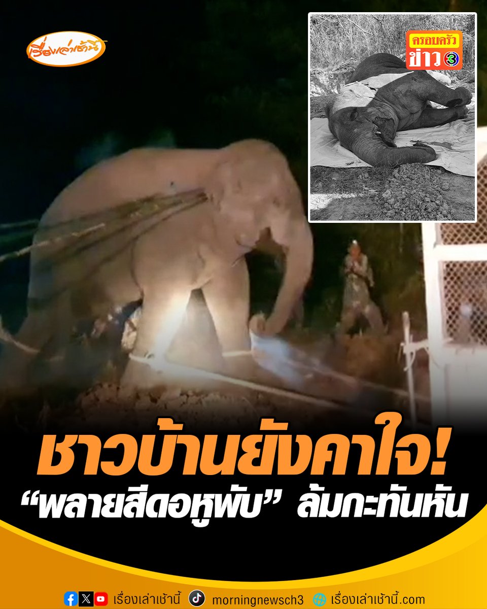 นาทีบีบหัวใจ! ชาวขอนแก่นยังคาใจ "พลายสีดอหูพับ" ล้มกะทันหัน เกิดอาการชักขณะเคลื่อนย้ายกลับคืนสู่ป่าภูค้อภูกระแต จ.เลย จี้กรมอุทยานฯ ชี้แจงสาเหตุ เชื่อยิงยาใส่ช้างเกินขนาด #เรื่องเล่าเช้านี้ #ครอบครัวข่าว3 #ข่าวภูมิภาค #ขอนแก่น #พลายสีดอหูพับ