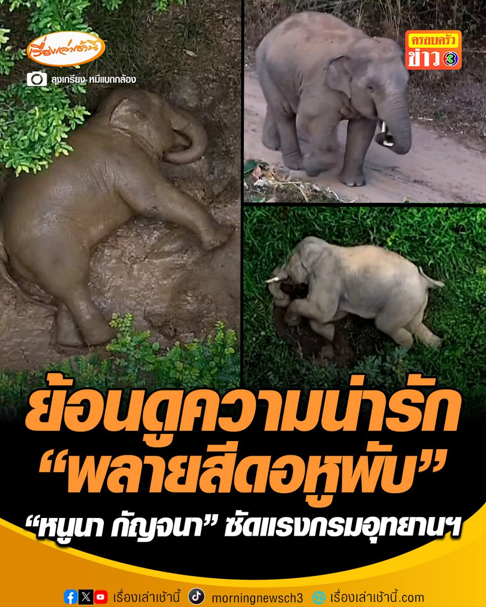 ย้อนรอยความน่ารัก "พลายสีดอหูพับ" ช้างป่าแห่งภูหลวง ขณะที่ "หนูนา กัญจนา" ซัดกรมอุทยานฯ มีสำนึกในหน้าที่บ้างหรือไม่ วางยาช้างทั้งที่อ้อยยังคาปาก ด้าน “อธิบดีกรมอุทานฯ” ชี้แจงแล้ว ขอชะลอเคลื่อนย้ายช้างที่เหลือ #เรื่องเล่าเช้านี้ #ครอบครัวข่าว3 #ข่าวสังคม #พลายสีดอหูพับ