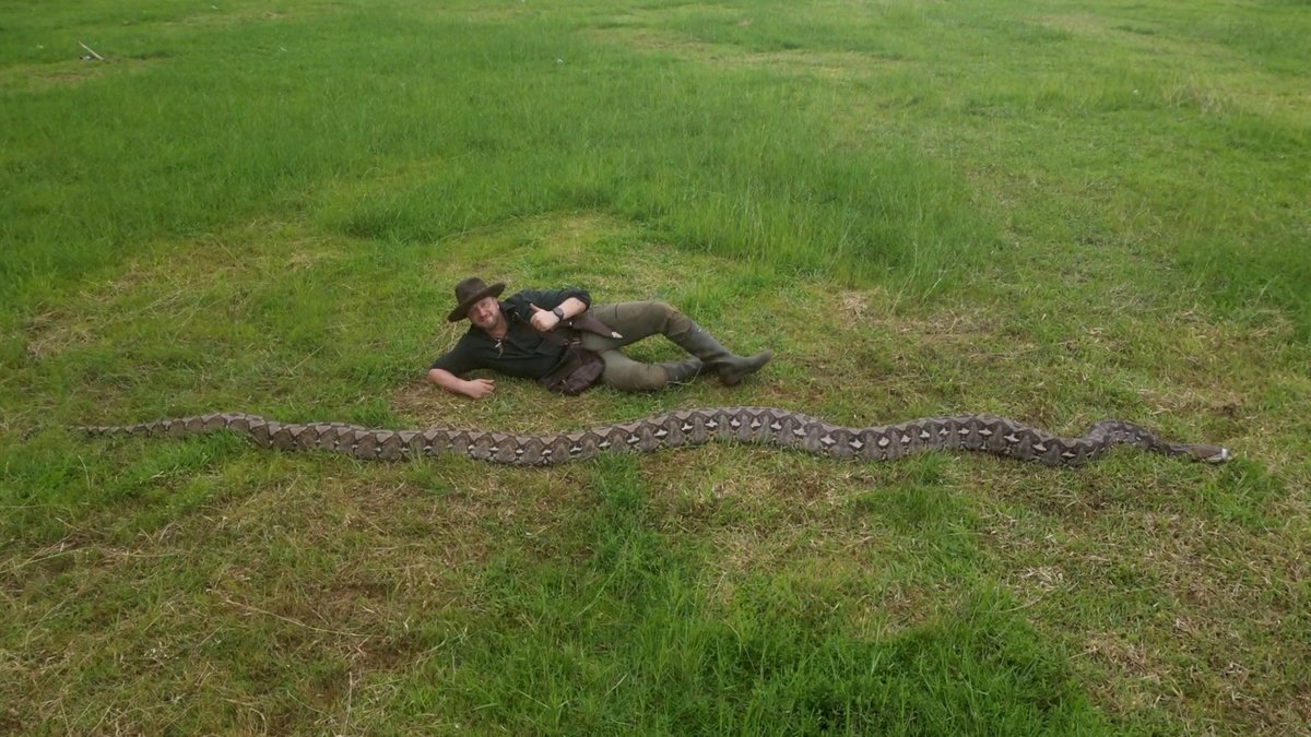 The longest reliably measured wild snake is a female reticulated python dubbed Ibu Baron (“The Baroness”) discovered in the Maros region of Sulawesi, Indonesia, in late 2025 and measured to be 7.22 m (23 ft 8 in) from head to tail on 18 January 2026 🐍