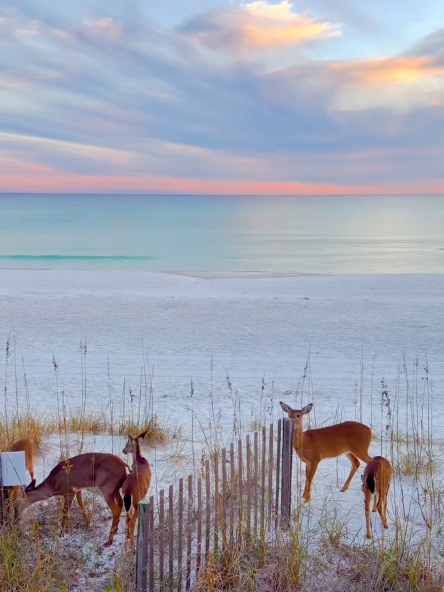 At sunrise one early morning, deer quietly walked the beach in 30A. Salt air, soft light, and a moment that felt almost unreal. This is the kind of Florida magic you don’t find anywhere else. 📸 IG: @todayonthea