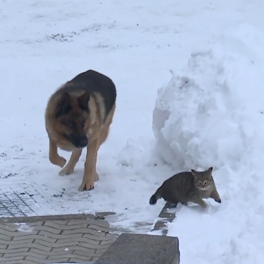 In addition to elite slopes, Italy's Stelvio Ski Centre is also home to some fascinating wildlife. 🐱🐶 #WinterOlympics