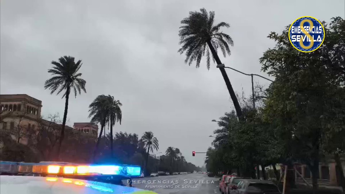 🔴18:10 h. Policía Local activa desvíos de tráfico en Av de la Palmera por riesgo de caída de una palmera. Hay dos carriles cortados. El servicio de Parques y Jardines actuando en el lugar. Sigue las indicaciones de los agentes. Gracias por tu colaboración #BorrascaLeonardo #SeguridadCiudadana Ayuntamiento de Sevilla