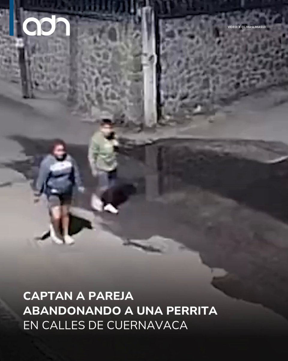 ¡Indignante! Abandonan a perrita en Cuernavaca 😡💔 Vecinos del Fraccionamiento Alegría despertaron con una escena desgarradora: una pequeña perrita fue hallada amarrada a una estructura metálica sobre una barda; pasó toda la noche a la intemperie, asustada y sola🌧️🌑 ¡se busca a los responsables!