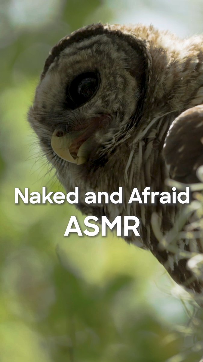 No music. Just survival. 🌲👂🌿 A new season of #NakedandAfraid premieres Sunday, Feb 15 at 8P on Discovery.