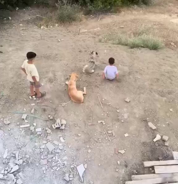 Çocukları kullanarak köpek nefreti yaymak isteyen başıboşlar, Başaramayacaksınız! #7527İptalEdilsin edilecek.