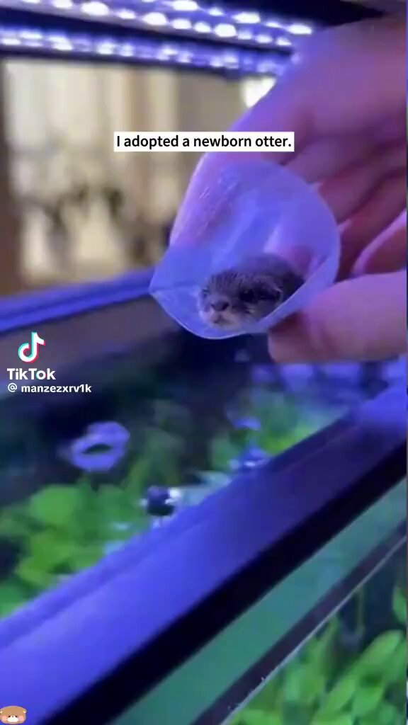 Oh my goodness. Cuteness overload. I want a baby otter.