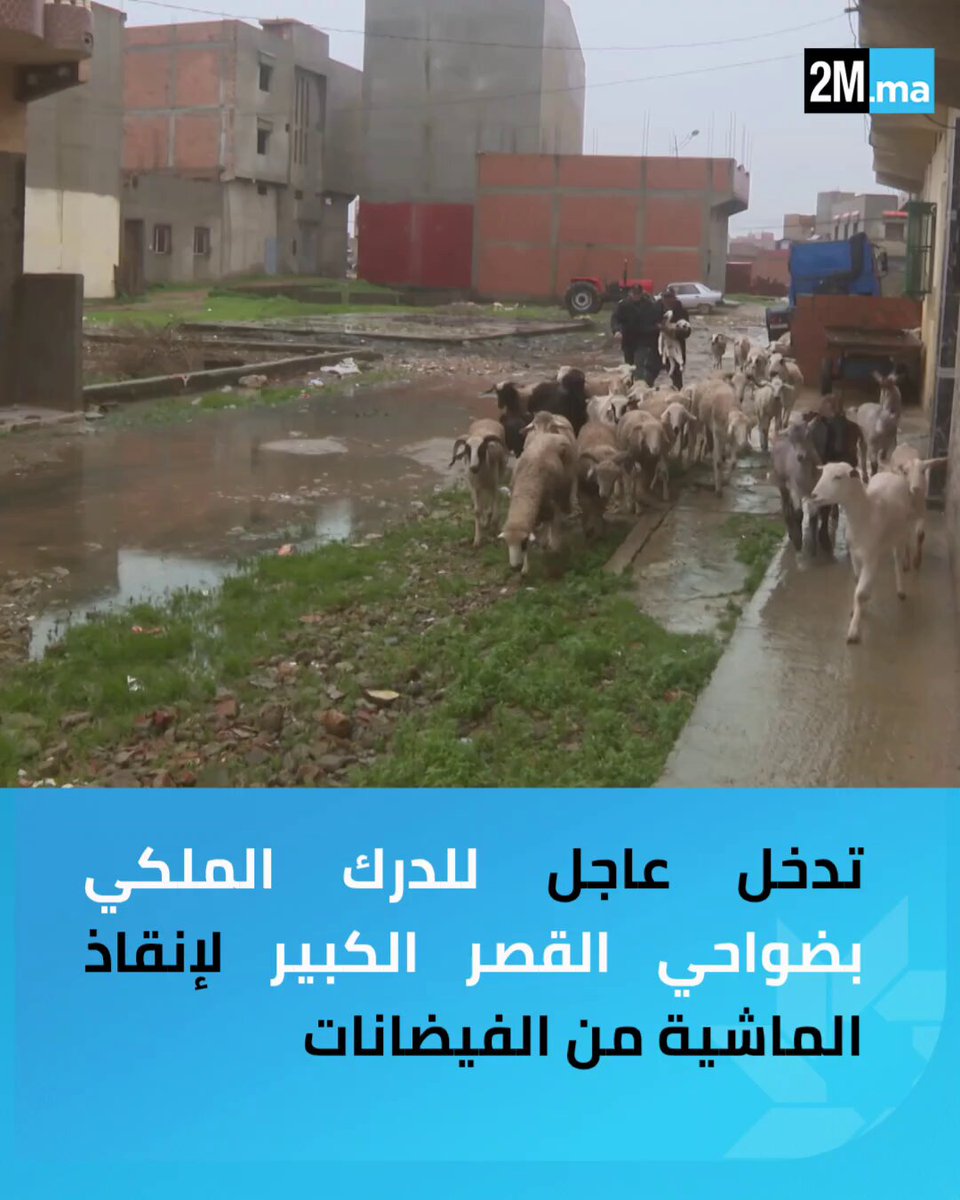 🔷️ فرق التدخل التابعة للدرك الملكي تقوم بعملية عاجلة بضواحي القصر الكبير لإجلاء المواشي وحمايتها من مخاطر الفيضانات. 🐏🌊 FAR-Maroc