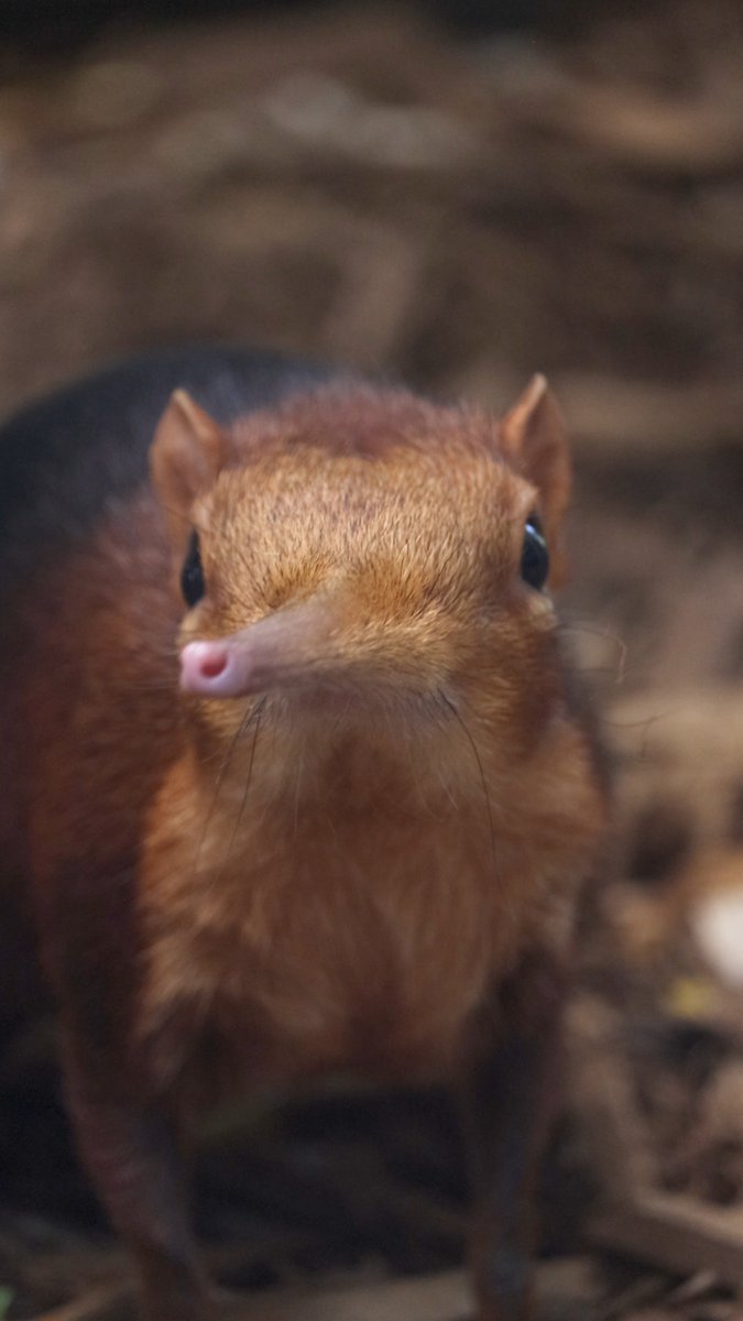 Pause your scroll for this giant elephant shrew snoot wiggle compilation! 😱