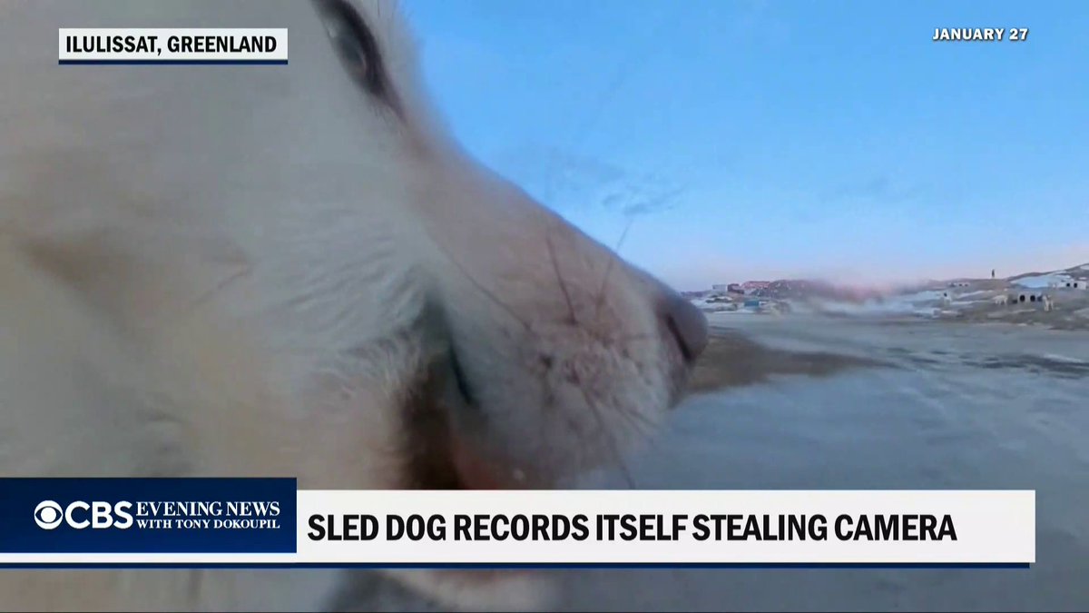 Two journalists in Greenland tracked down their missing $700 camera and found a sled dog had stolen it, hit record and taken off. Despite a few bite marks, the camera still works.
