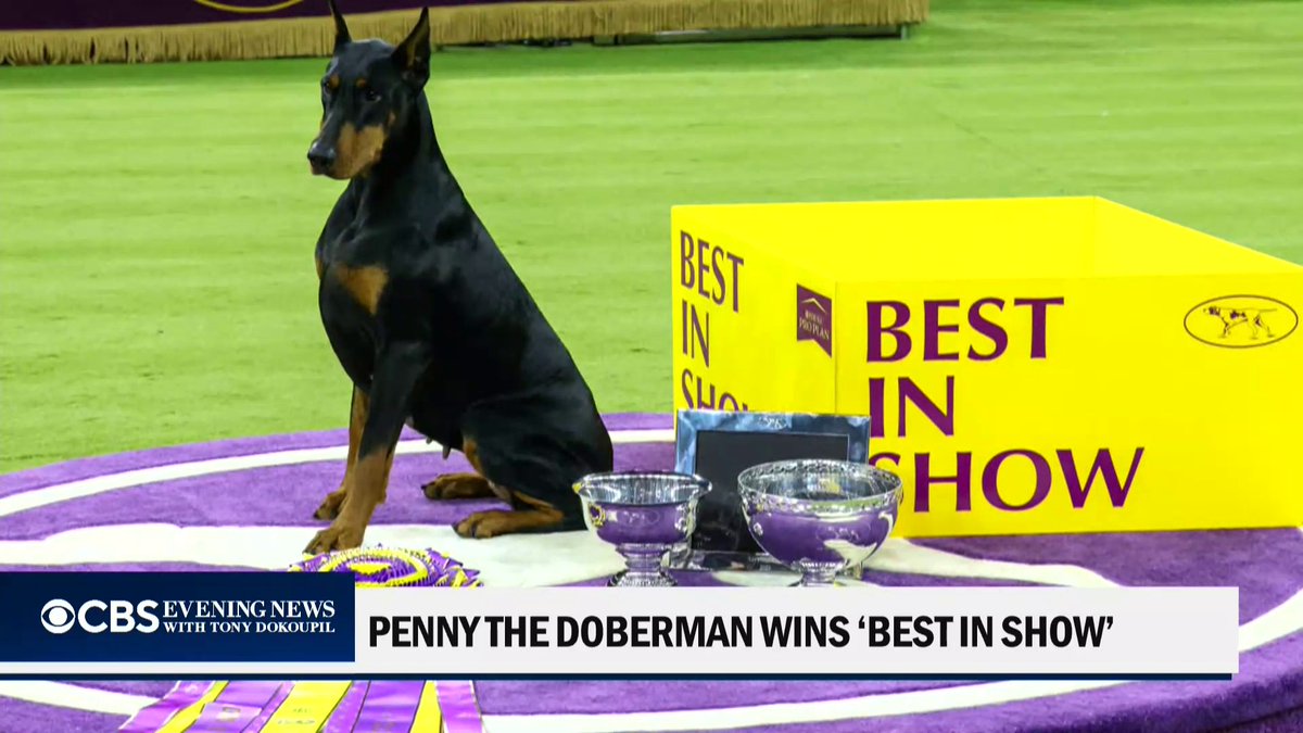 A Doberman pinscher named Penny won best in show at the 150th Westminster Kennel Club Dog Show.