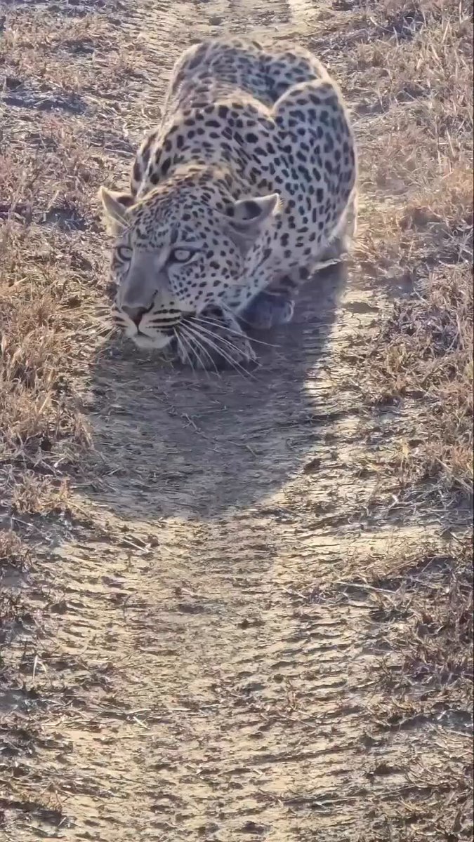 Leopards are ambush predators. By crawling low to the ground, they use grass, shadows, and terrain to stay hidden, moving carefully to remain unseen and unheard.