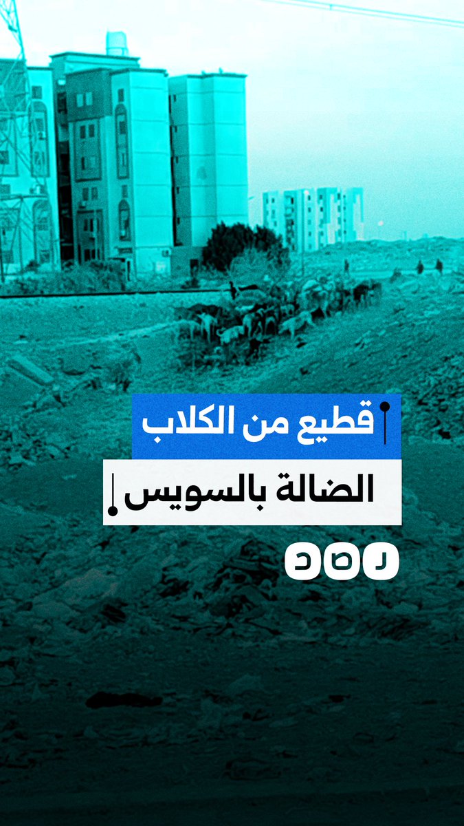 مواطن يوثق تجمع عددا هائلا من الكلاب الضالة أمام مجمع الملك عبد الله السكني في محافظة السويس