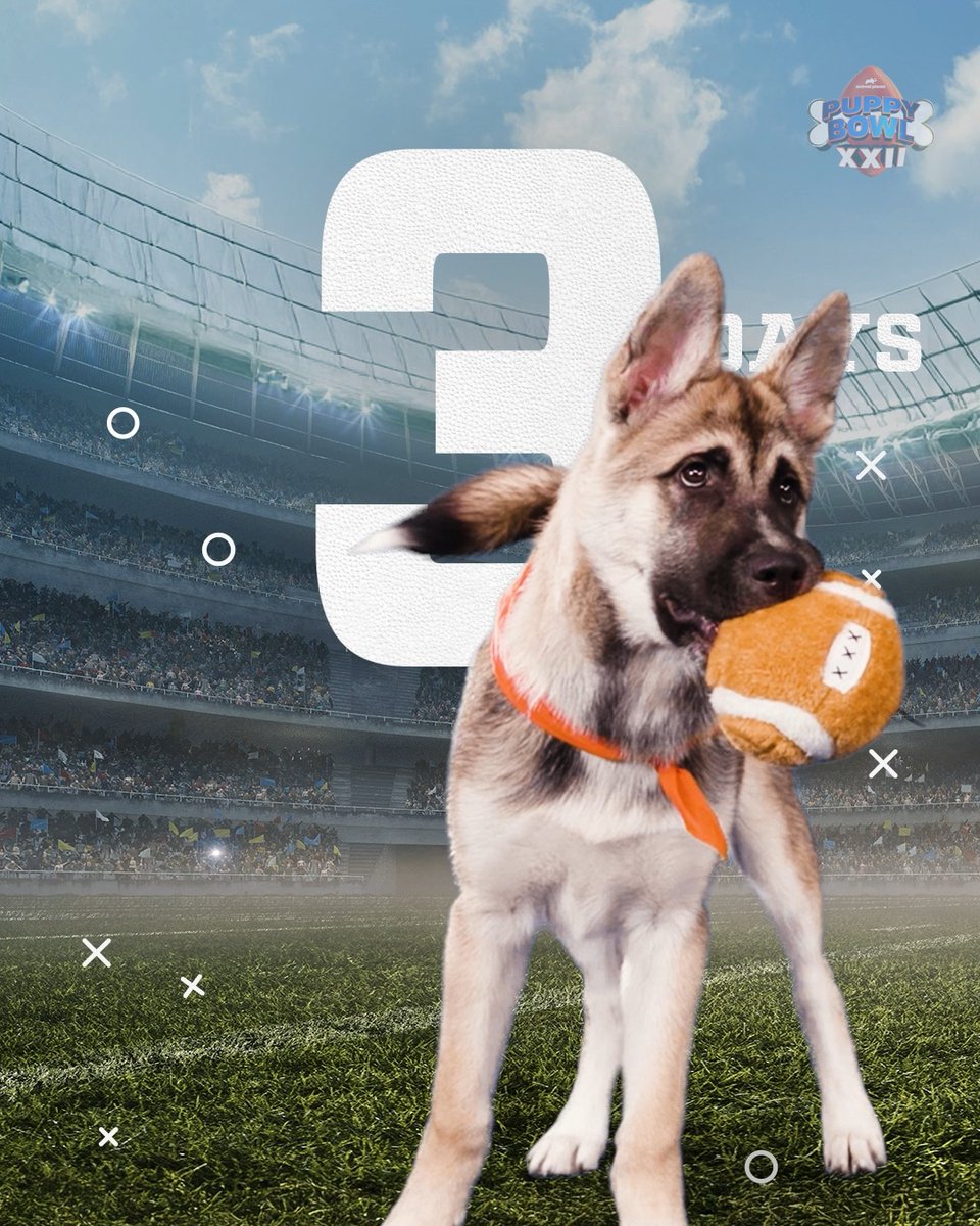 Scouting report: Elite zoomies ✅ Questionable attention span ✅ Championship-level cuteness ✅ #PuppyBowl is here in 3 DAYS 🐶🏈 Catch the action Sunday, Feb 8 2p ET | 11a PT on Animal Planet.