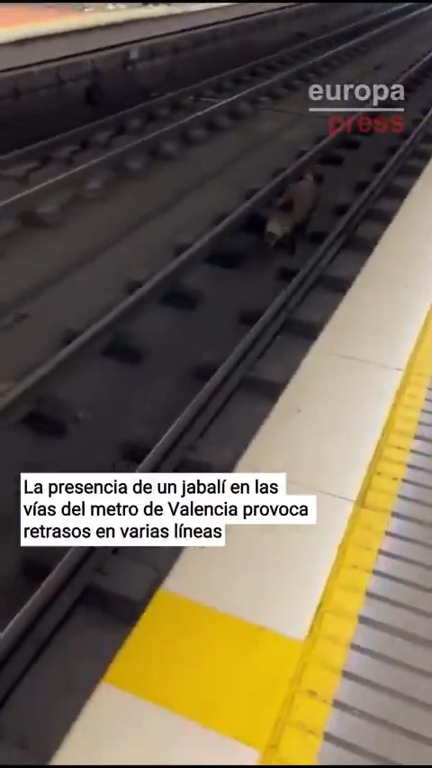 El jabalí es más rápido que el AVE.
