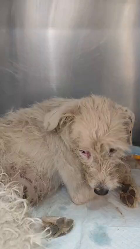 Fue atropellada pasándole un auto encima dejandola sin poder moverse esta reaccionando pero necesitamos ayuda para pagar la veterinaria francia, falta mucho aun de rehabilitación😞💔les pido ayuda, ella que esta luchando🥺🙏 Solange Palacios Banco estado Cuenta rut 17376209-7