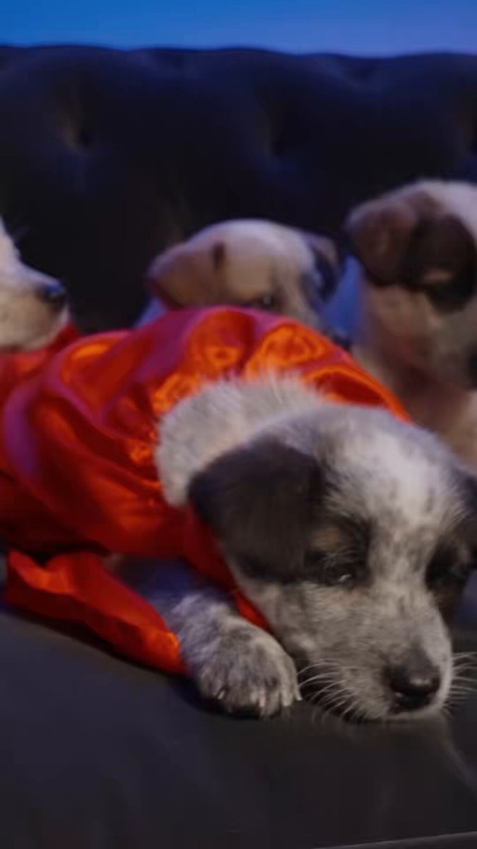 Out-of-this-world cuteness. Watch #PuppyBowl Sunday at 2pm ET | 11am PT on Animal Planet, and don’t miss #Supergirl in theaters June 26.