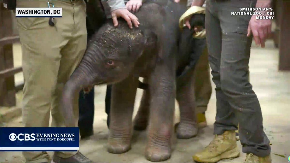 The Smithsonianโs National Zoo in Washington is asking the public to help name its new baby elephant โ the first born there in 25 years. The female calf, described as alert and bright-eyed, weighed 308 pounds at birth. Voting is open on the zooโs website, with the final naming set for next week.
