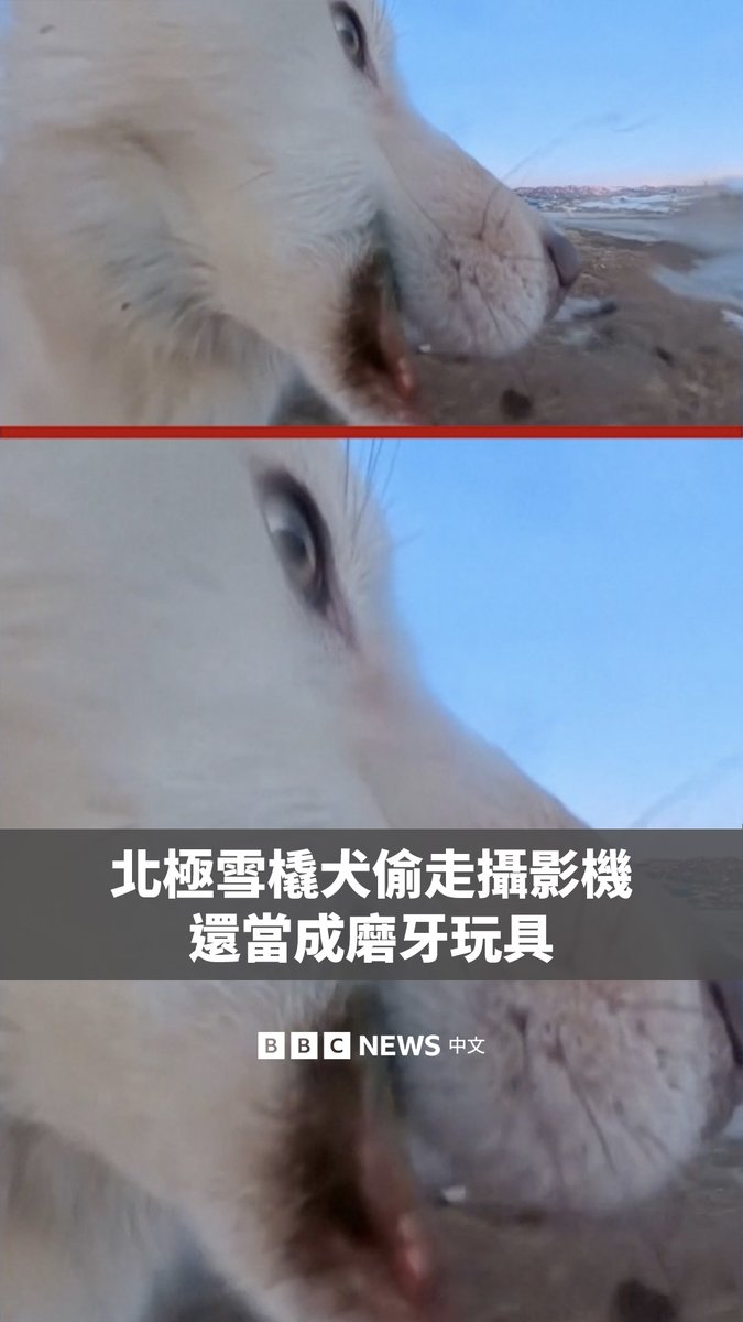 一只格陵兰雪橇犬从一名记者手中偷走了一台360度摄影机。美联社(AP)拍摄团队随后寻找这台失踪的价值700美元的摄影机,最后在先前拍摄过的雪橇犬群中找回。 令人惊讶的是,他们发现这只狗还按下了录影键,将摄影机被寻回前的“犯罪过程”完整记录下来。