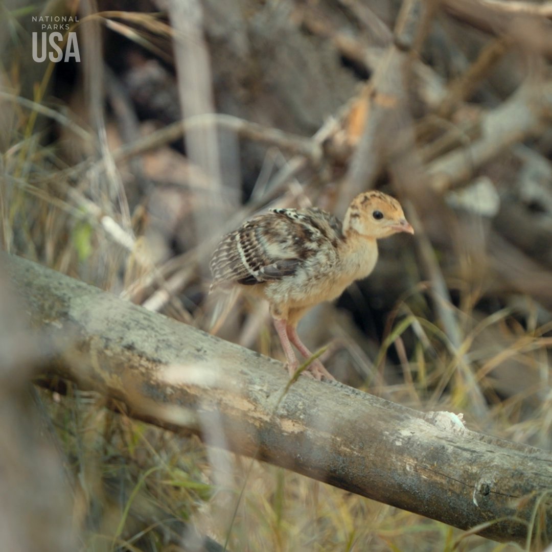 Thanks to conservation efforts, wild turkeys made a strong comeback in Zion National Park. These turkeys help spread seeds, boosting the park’s plant diversity one gobble at a time. #NationalParksUSA is now streaming on Disney+ and Hulu.