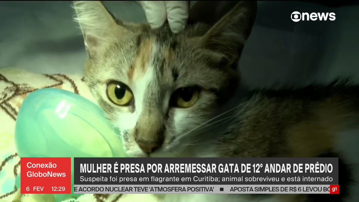 Mulher é presa em flagrante após arremessar gata do 12º andar de prédio em Curitiba. Animal sobreviveu e será colocado para adoção. Maus-tratos a animais é crime e pode gerar pena de 2 a 5 anos de prisão. ➡️ Assista à #GloboNews: #ConexãoGloboNews