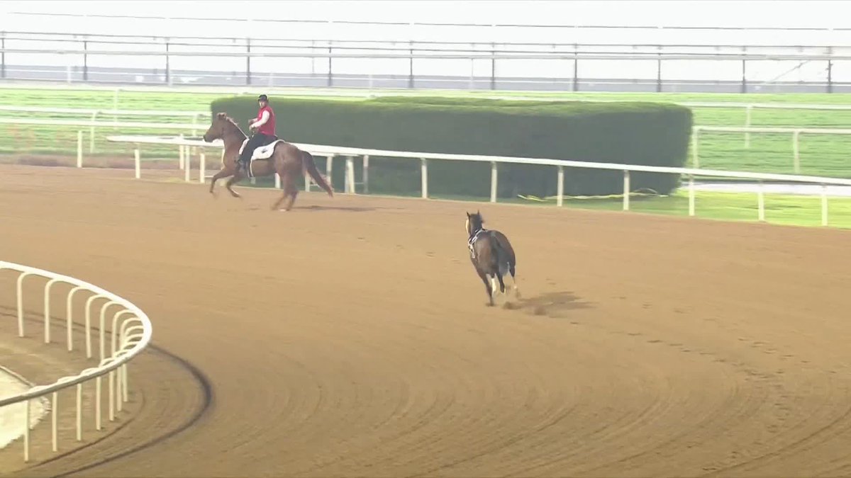 👏 併走して即座に確保、これぞ熟練の腕前！ 🇦🇪 メイダン競馬場の競馬開催での一幕。アウトライダーがリードポニー（誘導馬）を走らせ、放馬した競走馬と併走して見事にキャッチ。 大事故の発生を未然に防ぐファインプレーでした。 #競馬 #海外競馬