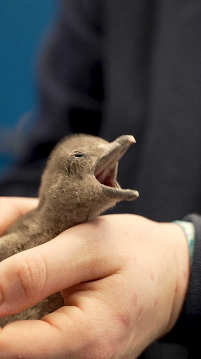 We have more egg-citing news!! We recently welcomed another African penguin chick to the Mystic Aquarium colony! This chick joins the two other chicks that hatched earlier this year!