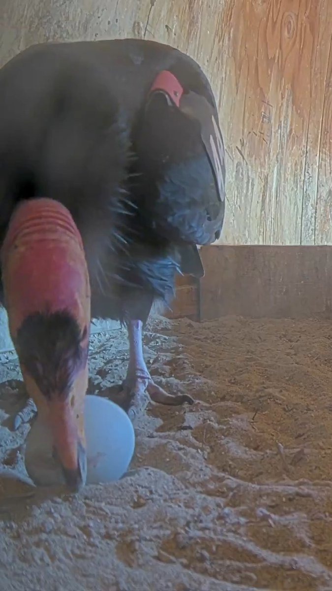 Egg-cellent news! The first California condor eggs of the season have been laid at our wildlife conservation center, and more could be on the way.