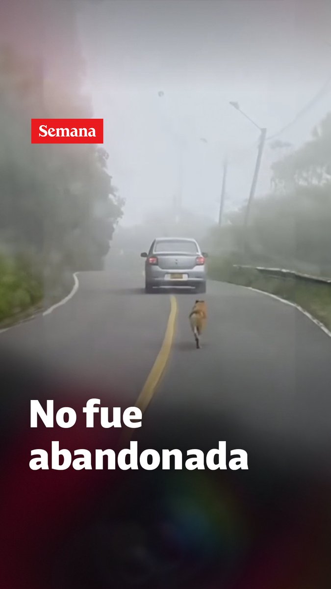 Esta es la verdadera historia de la perrita que se volvió viral corriendo detrás de un carro por un supuesto abandono en Santander. Le contamos qué pasó realmente.