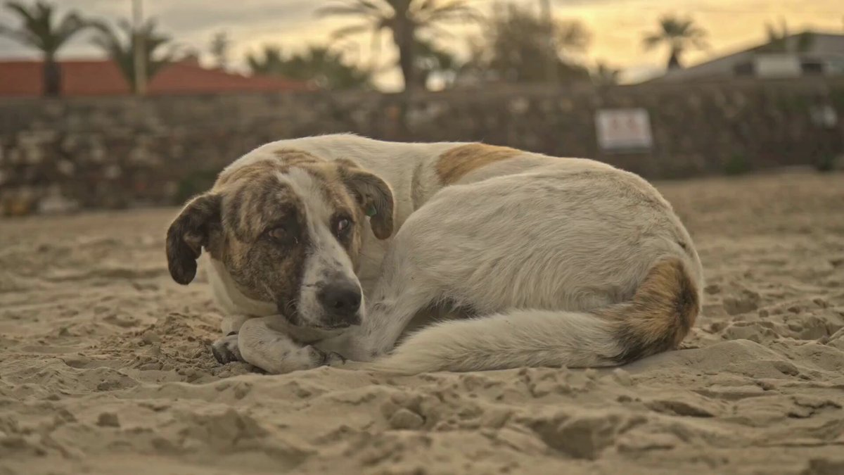 Its great when a dog goes viral and receives lots of home offers 💛🐾 But what about all the dogs around the world who never get seen, shared, or chosen? Please don’t forget them. Visit your local shelter. Choose the dog still waiting. 🐶🤍 #AdoptDontShop #RescueDogs