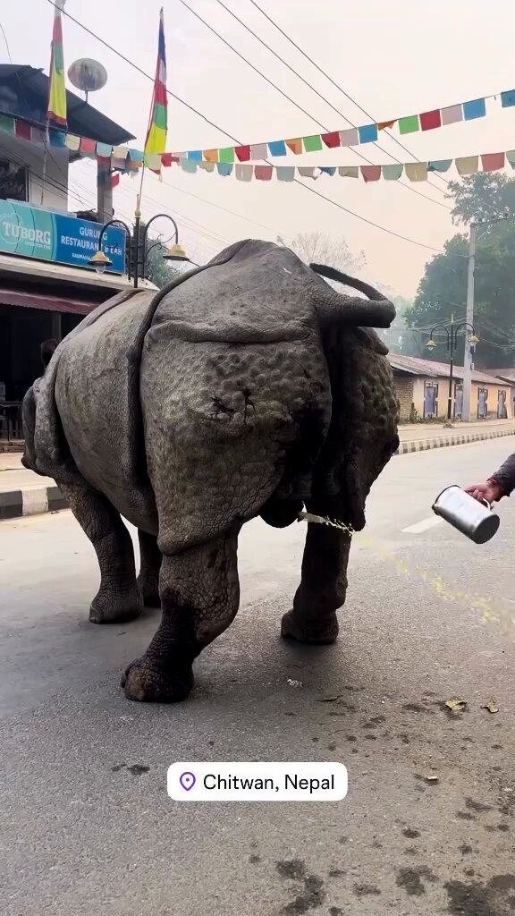 Just another day in Chitwan, Nepal. A local woman collecting one horned rhino urine believed to have traditional medicinal benefits.