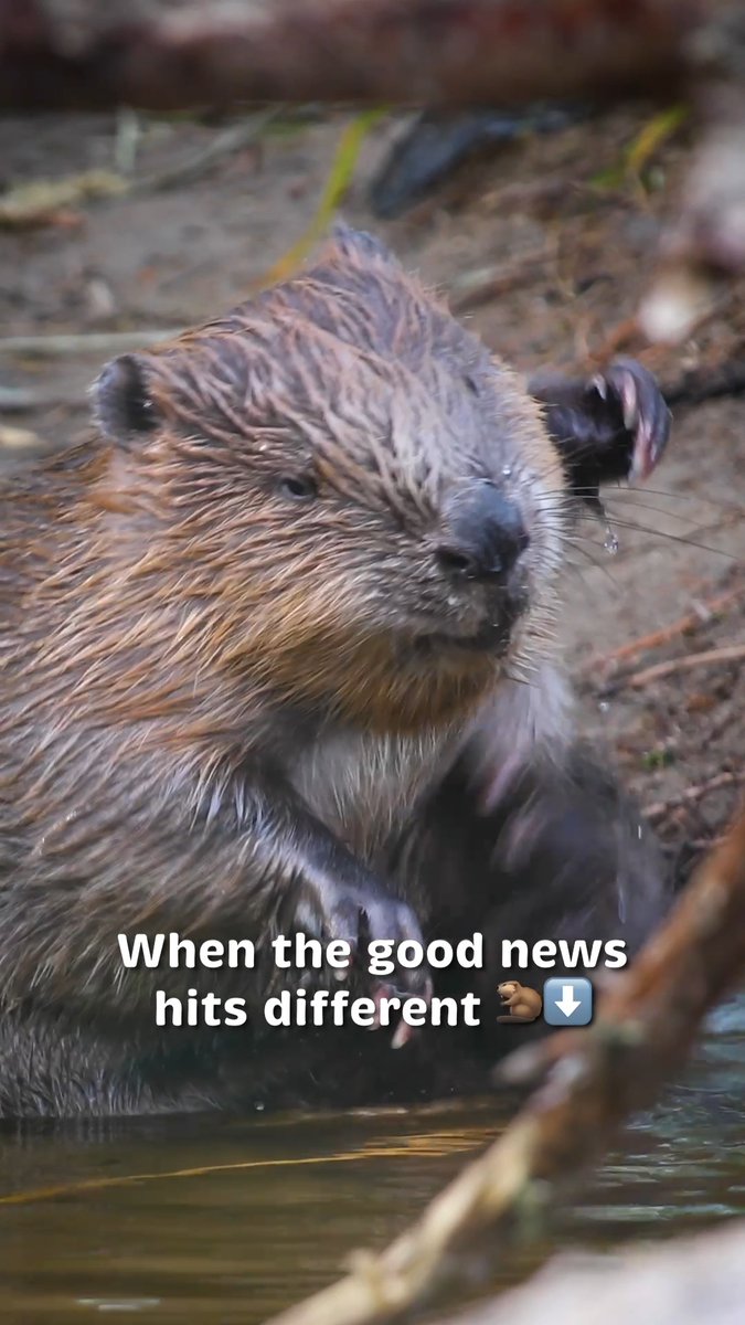 Beavers are heading back to South West England. 🦫 We've approved new licences to release wild #beavers in the South West in the coming weeks. These brilliant ecosystem engineers create natural flood defences and #wetlands where wildlife thrives.