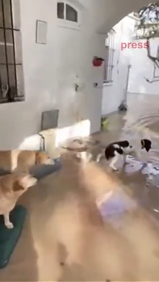 🐶 La Guardia Civil rescata animales que quedaron atrapados en la zona de Jerez de la Frontera tras el paso de la borrasca Leonardo #Directo