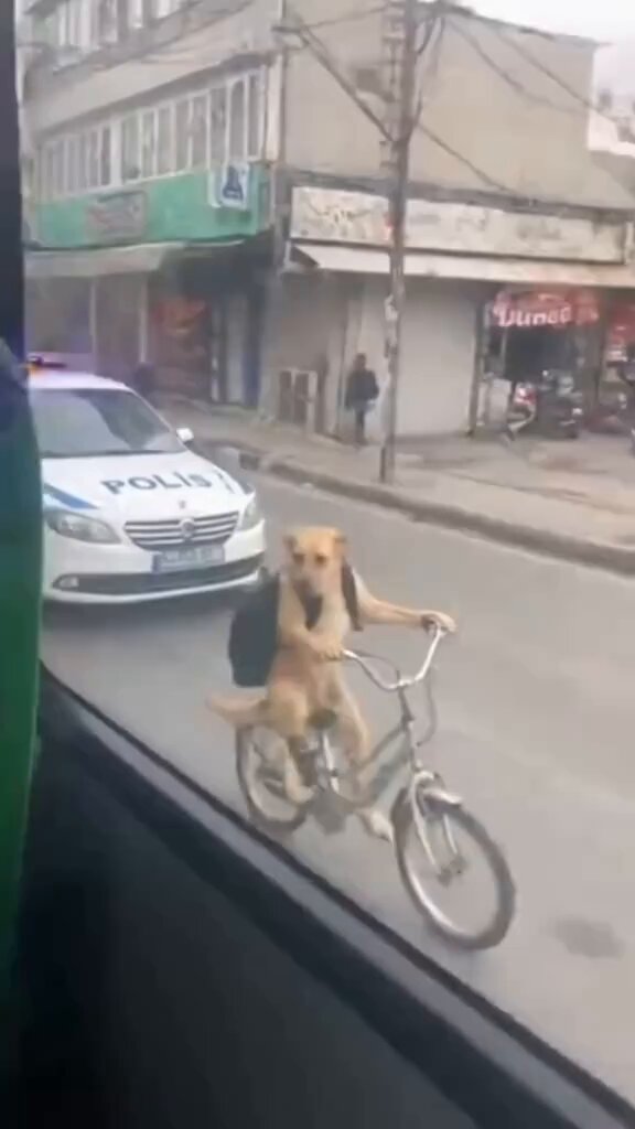 bisikletle polisten kaçan köpek