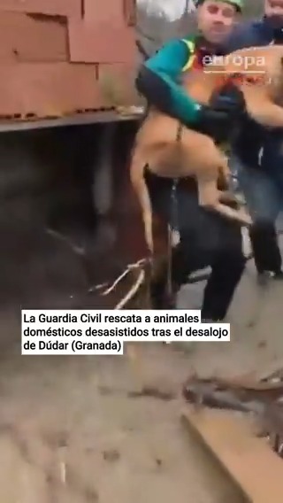 La Guardia Civil articula un operativo en Dúdar (Granada) para rescatar animales desasistidos tras el desalojo por el temporal y los entrega a sus dueños #Directo