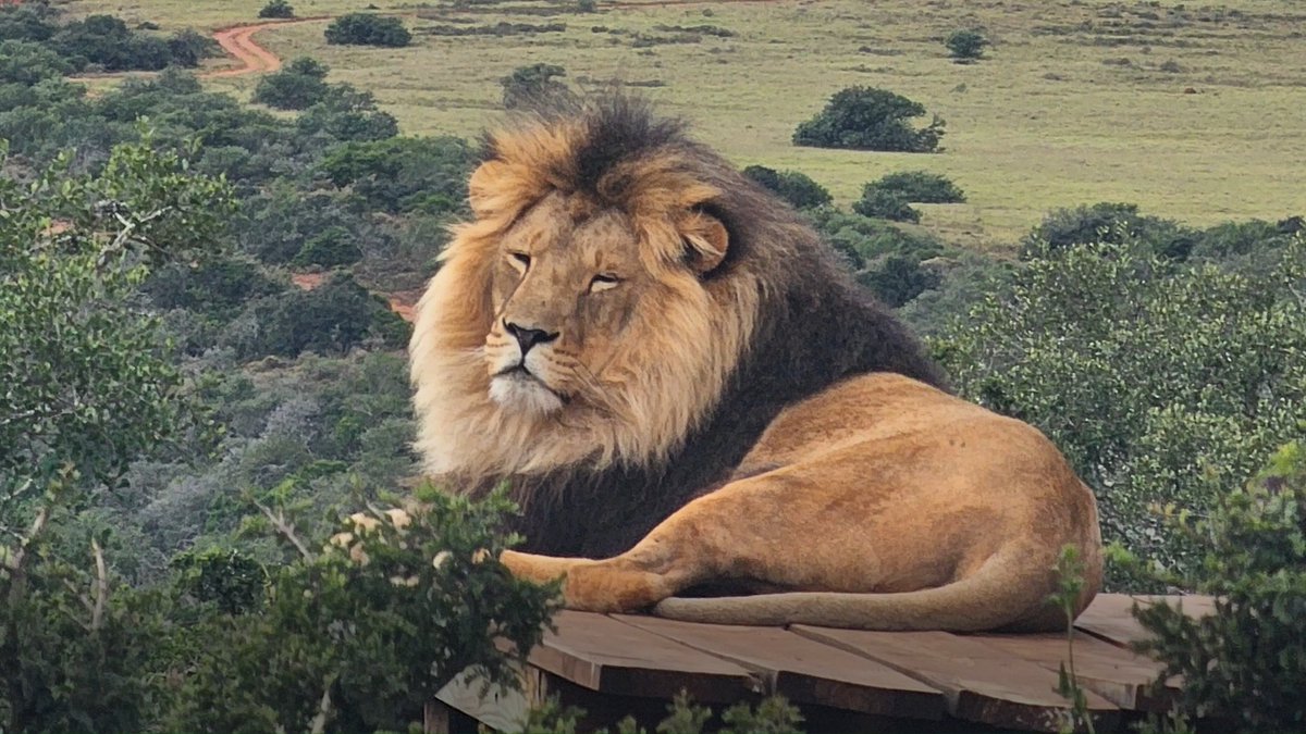 Tsar & Jamil update 🦁 Once skittish and frightened after being evacuated from war‑torn Ukraine, five‑year‑old brothers Tsar and Jamil are now thriving. From peaceful naps to playful sprints, their calm confidence shows just how far they’ve come - and how safe they feel today.💛