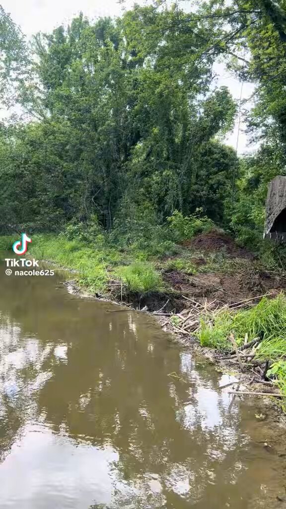 Fun fact: Beavers HATE backhoes and excavators! 🦫 How soon will they build this one back 🤔?!