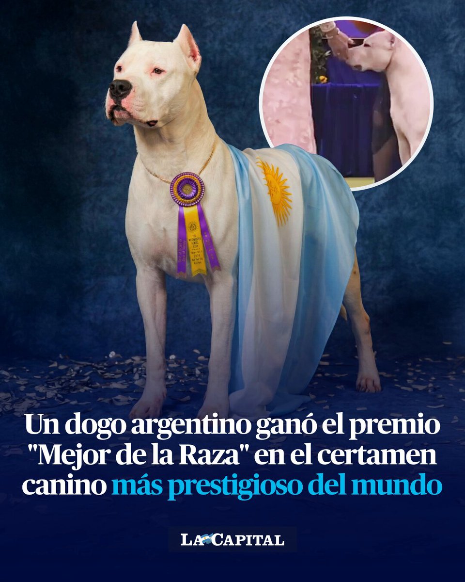 🇦🇷🏆 ORGULLO ARGENTINO EN NUEVA YORK Toky, un dogo argentino criado en Córdoba, se consagró como Mejor de la Raza (Best of Breed) en el Westminster Kennel Club Dog Show 2026, el certamen canino más prestigioso del mundo, celebrado en Nueva York.
