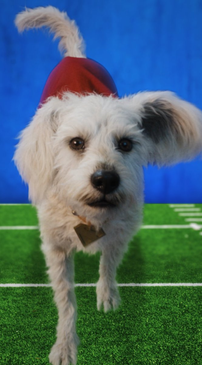 Tomorrow is the big day. 🐾 Catch Krypto in #PuppyBowl tomorrow at 2pm ET | 11am PT on Animal Planet, and don’t miss #Supergirl in theaters June 26.