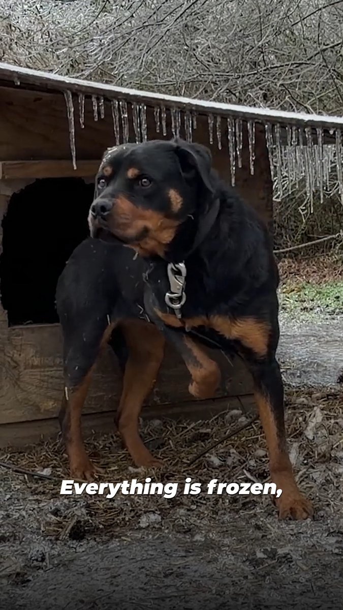 This is Brenda's reality 💔 But PETA was there to help as much as we could; we gave her sturdy shelter and insulating bedding from the cold, and we won’t stop showing up for Brenda until she is unchained 🐶⛓️‍💥.