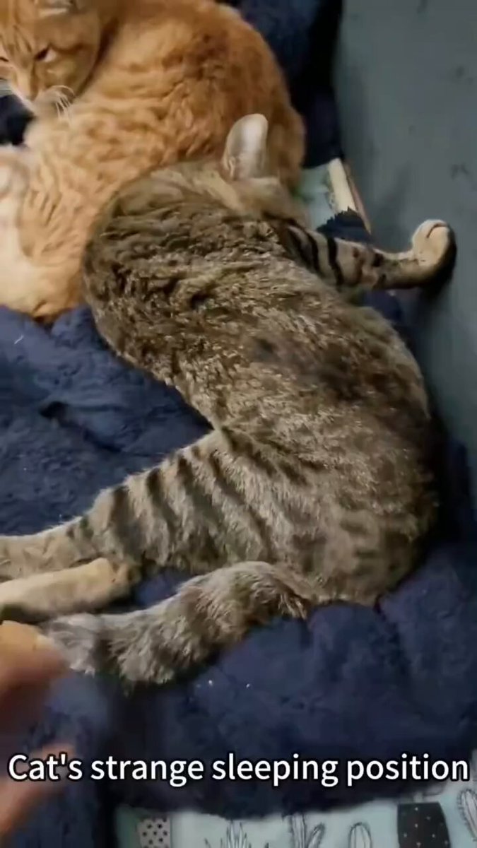 Cat bone breaking sleeping position 😻