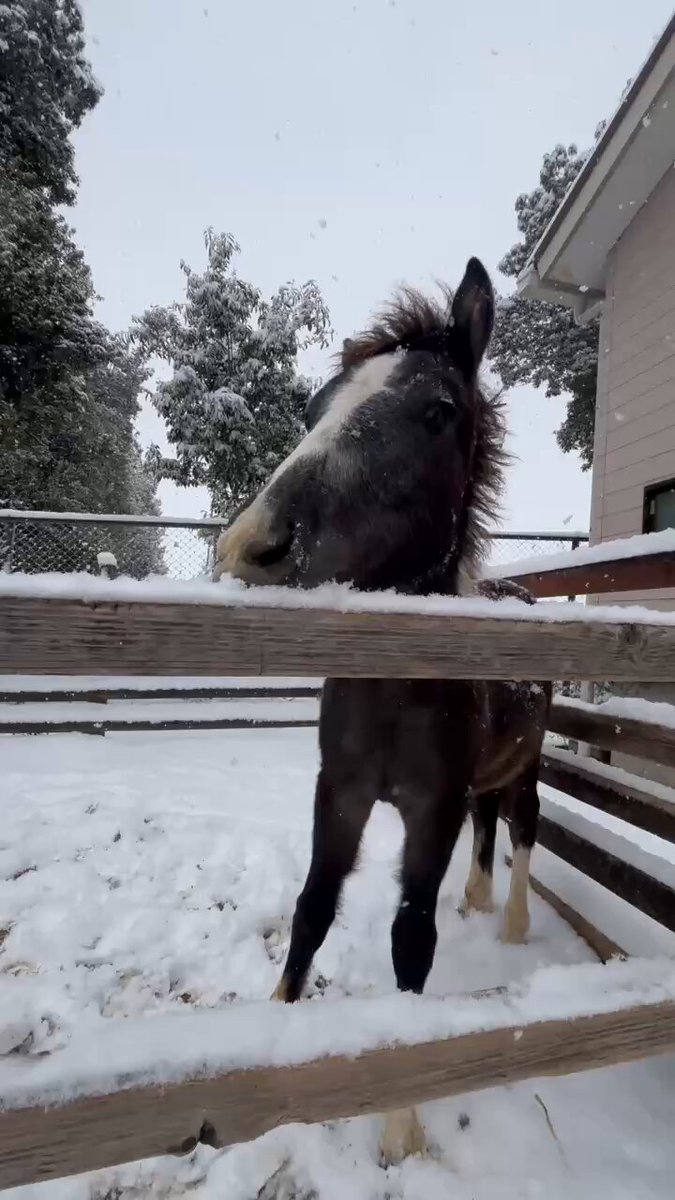 雪とユキチ❄️🐴 はじめて見る雪に興味深々‼︎ #東武動物公園 #ポニー #雪 #ユキチ