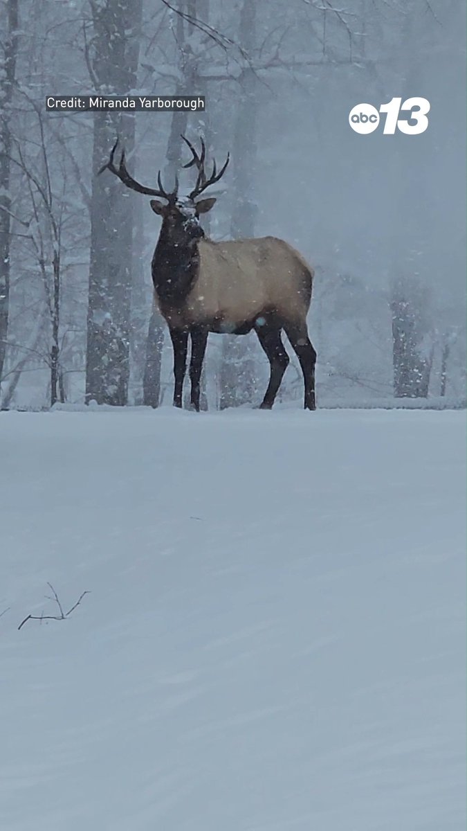 Stunning footage of two bull elk walking through the snow in Maggie Valley, North Carolina. Share your wildlife photos and videos with us through Chime In: