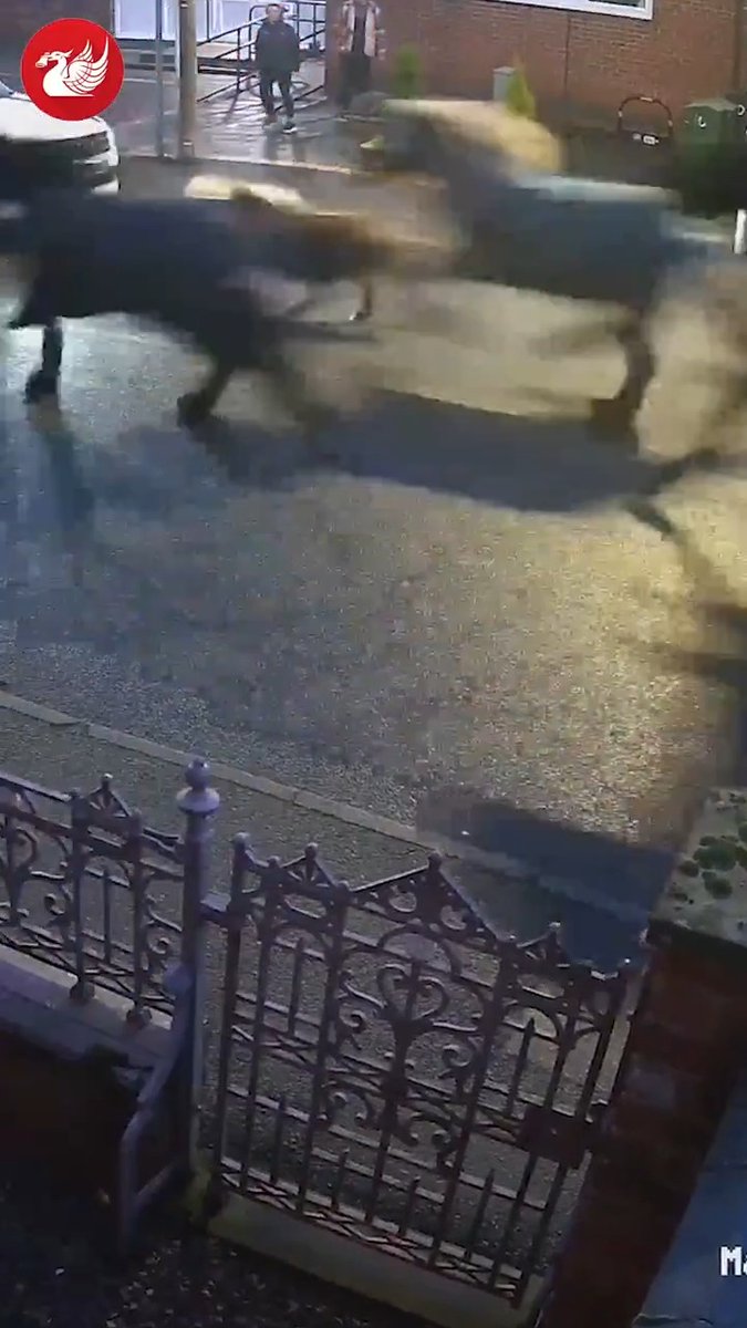 🇬🇧🐎 EN IMAGES | Une douzaine de chevaux en fuite ont semé la panique dans les rues résidentielles d’East Leake en Angleterre après s’être échappés de leurs écuries.