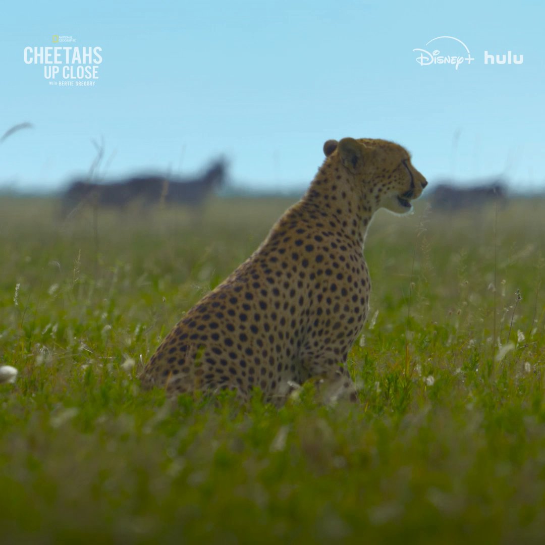 Even with all of their genetic advantages, a cheetah coalition can still fail to catch their prey when the herd unites to protect their young. 🐆 #CheetahsUpClose with Bertie Gregory is now streaming on Disney+ and Hulu.